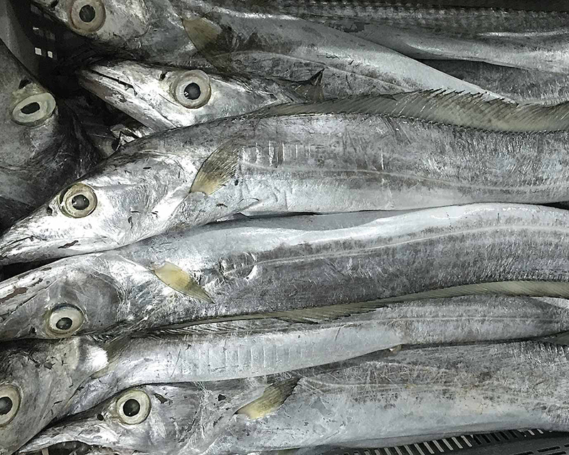Fresh Ribbon Fish 6.80 kg 8kg Buy Seafood Warehouse